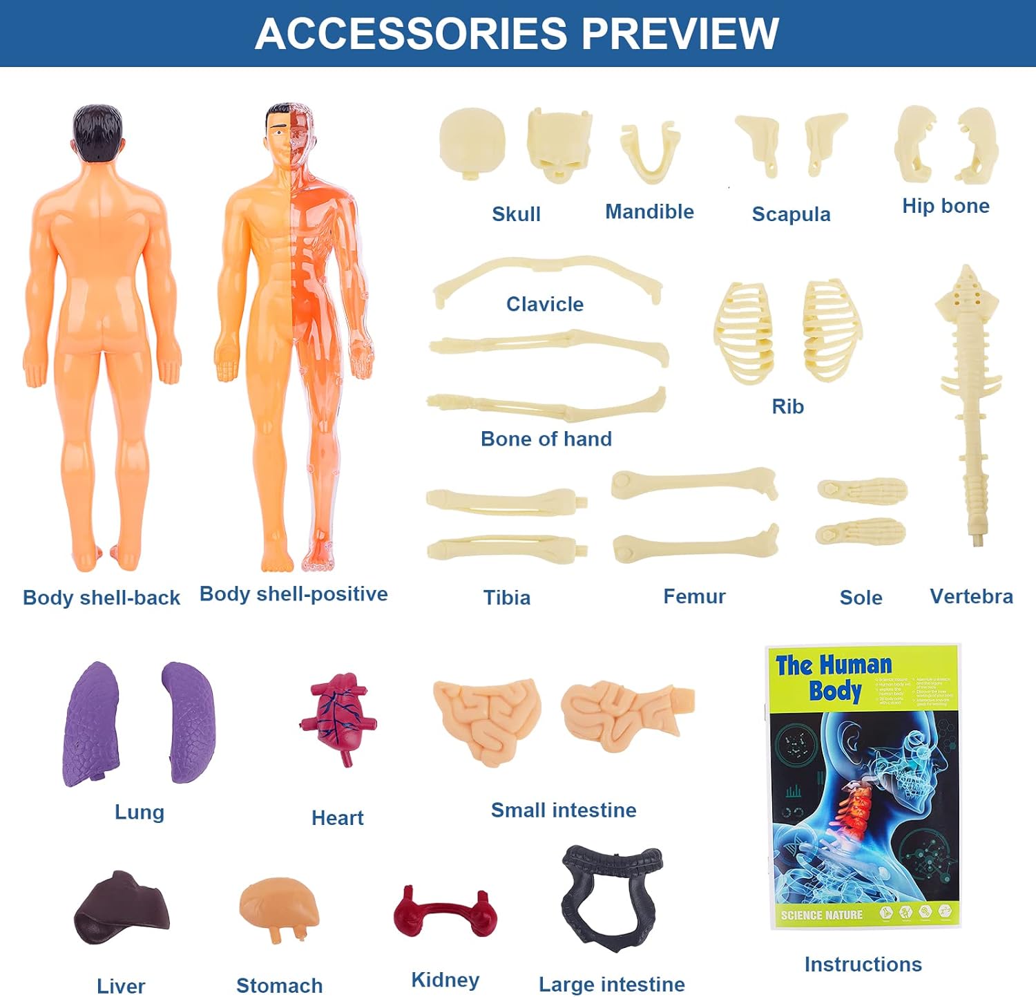 Human Body Kit - Image 2
