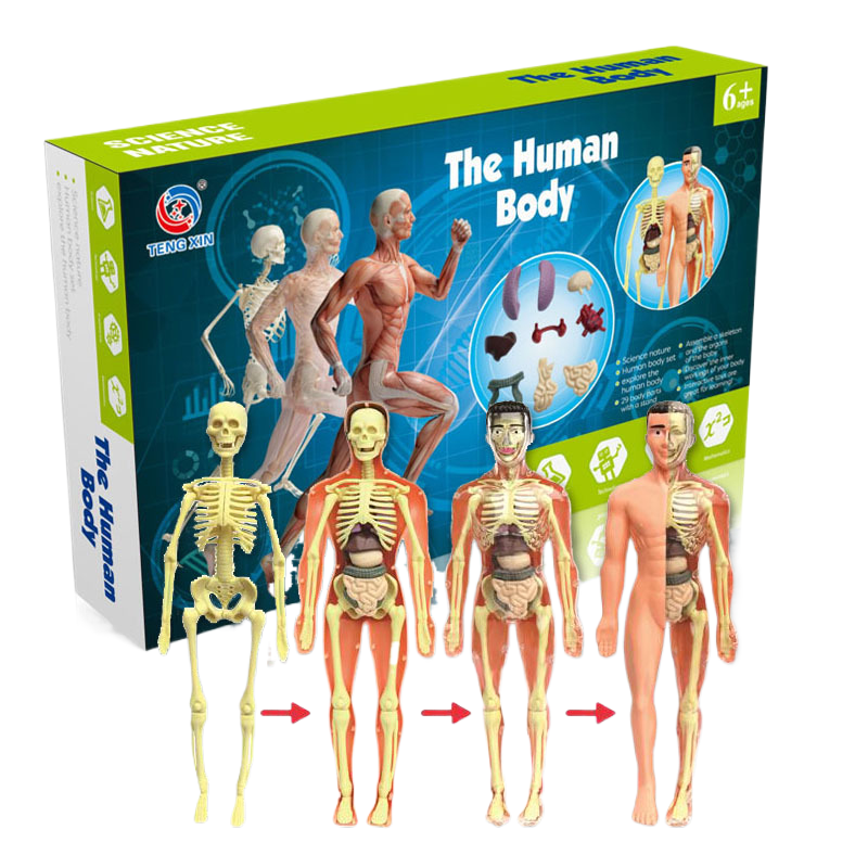 Human Body Kit