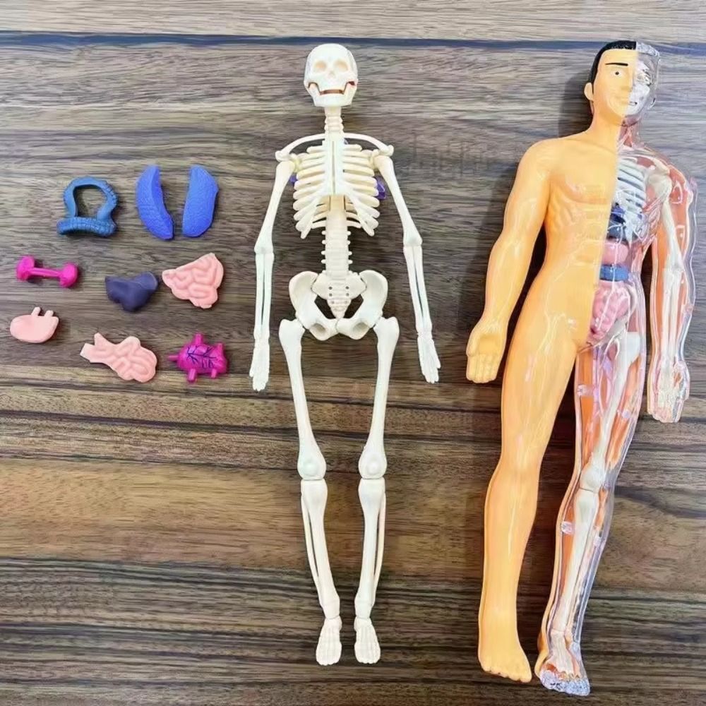 Human Body Kit - Image 3